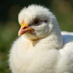 Poule blanche : icône de pureté et souveraine des œufs immaculés